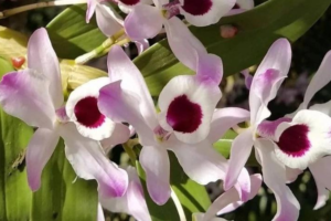 quais os tipos de orquídeas mais comuns