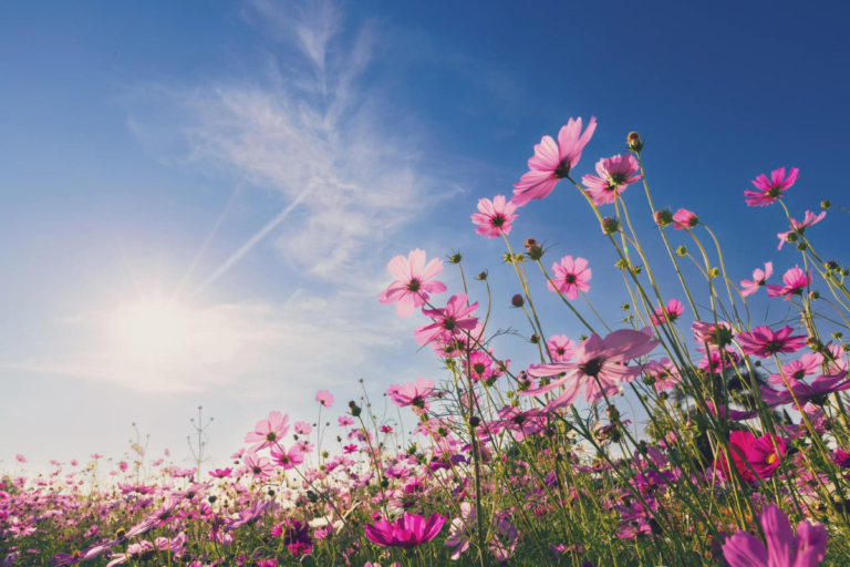 Como Cultivar Flores